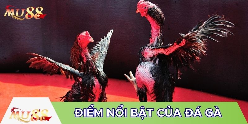 Điểm nổi bật của đá gà